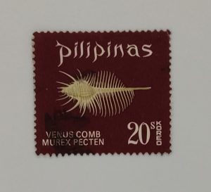 VENUS COMB MUREX PECTEN