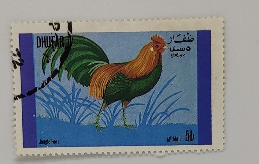 DHUFAR Jungle Fowl