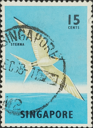 SINGAPORE STAMP-printed in Singapore shows a Black-naped Tern bird, circa 1966.