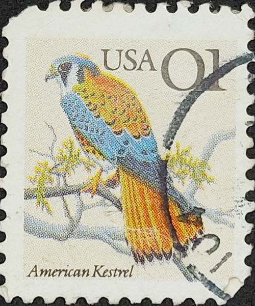 American Kestrel