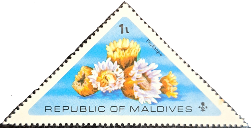Phyllangia Triangular Stamps