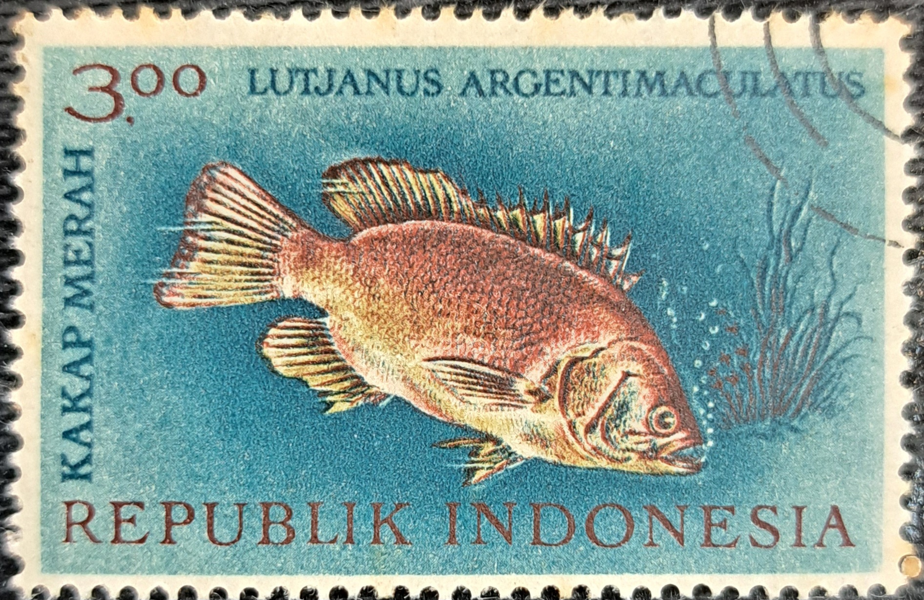 LUTJANUS ARGENTIMACULATUS