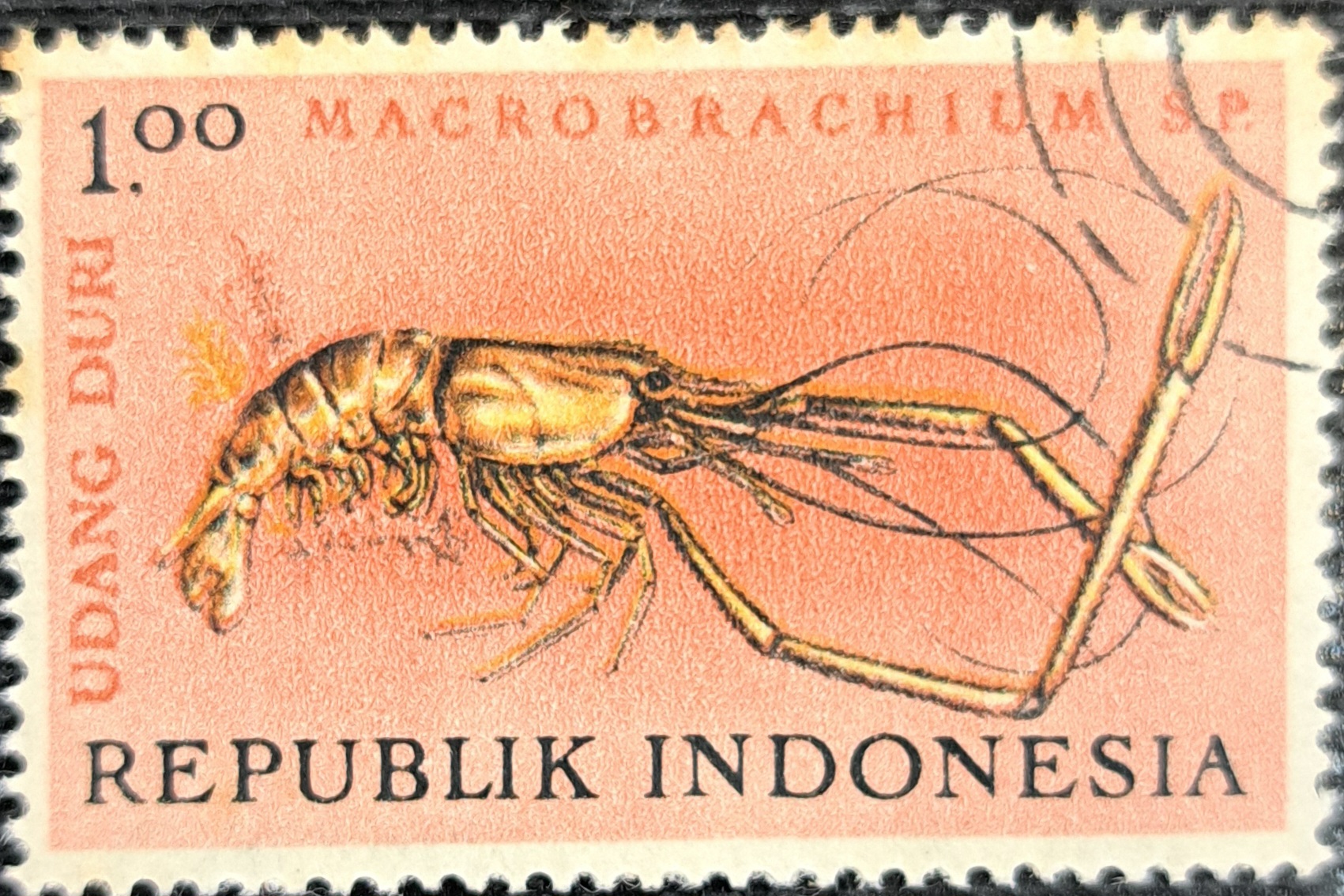 MACROBRACHIUM SP.