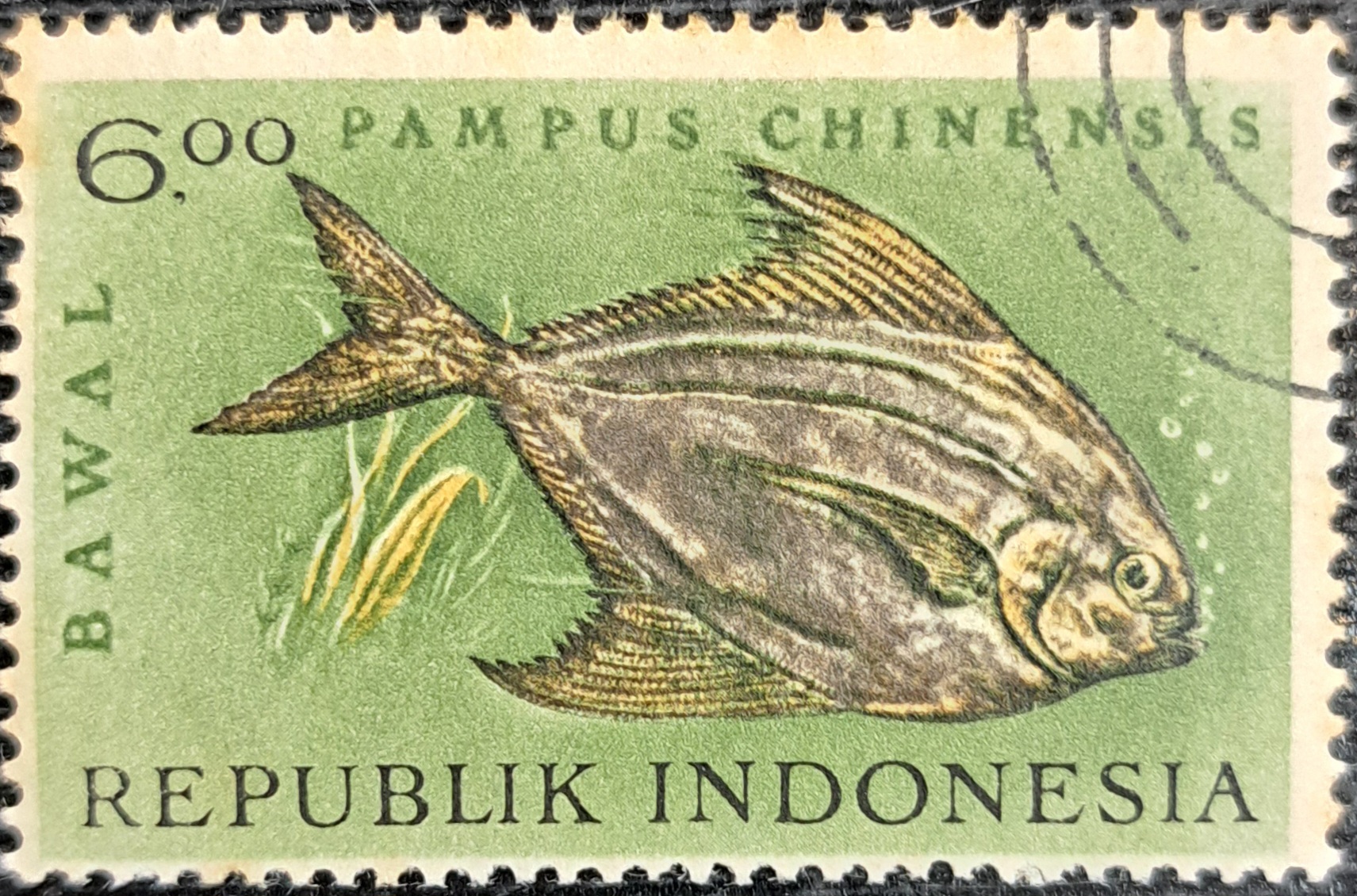 PAMPUS CHINENSIS