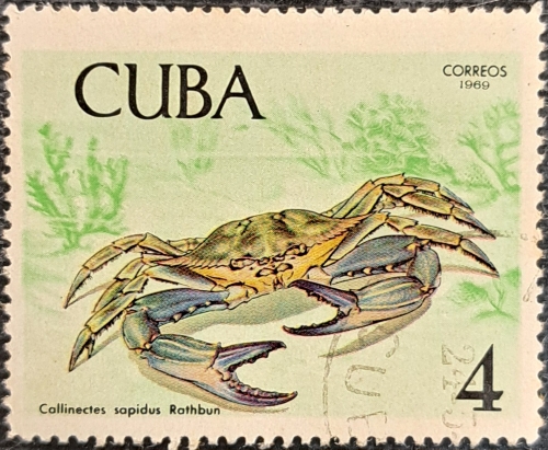 callinectes sapidus rathbun