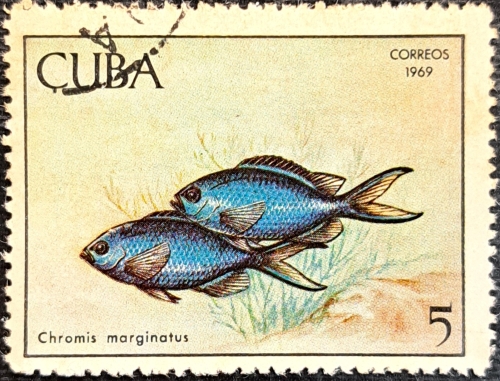 Chromis marginatus