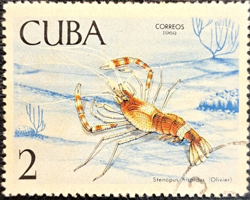 Stenopus hispidus (Olivier)