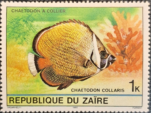 CHAETODON COLLARIS