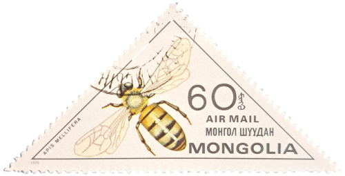 APIS MELLIFERA