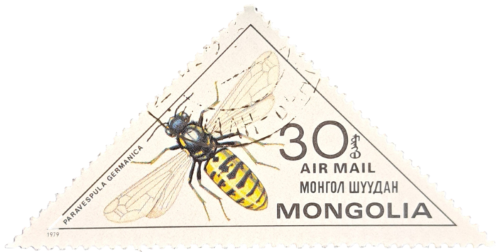 PARAVESPULA GERMANICA