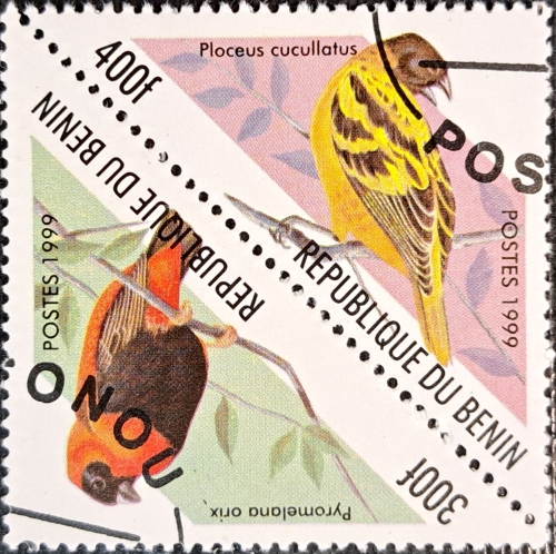 REPUBLIQUE DU BENIN Ploceus cucullatus and Pyromelana orix