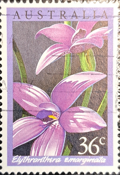 Elythranthera emarginata Stamps