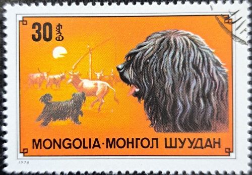 mongolia dog