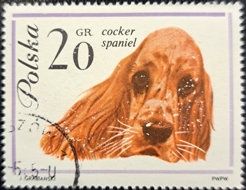 COCKER SPANIEL