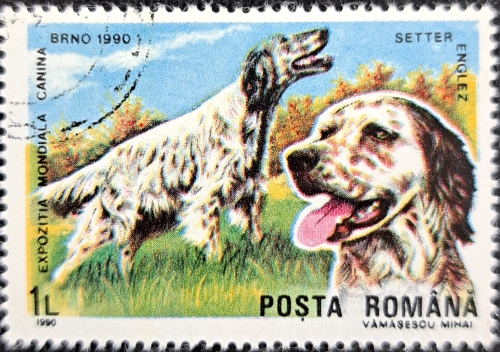 EXPOZITIA MONDIALA CANINA SETTER ENGLEZ DOG EXHIBITION