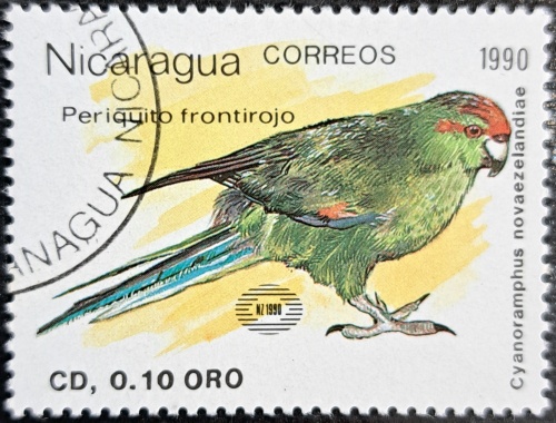 Periquito frontirojo