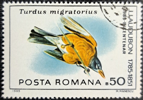 Turdus migratorius