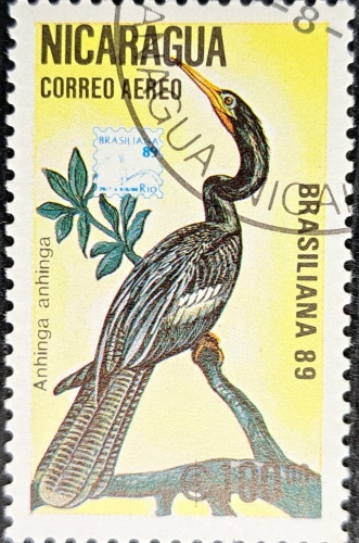 Anhinga anhinga