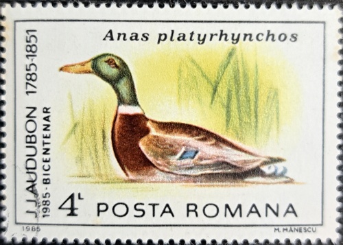 Anas platyrhynchos
