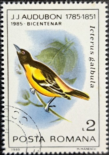 Icterus galbula