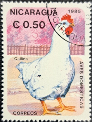 Gallina