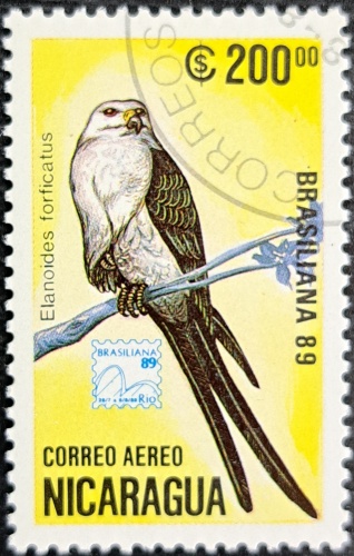 Elanoides forficatus