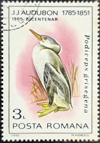 Podiceps grisegena