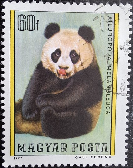 ailuropoda melanoleuca