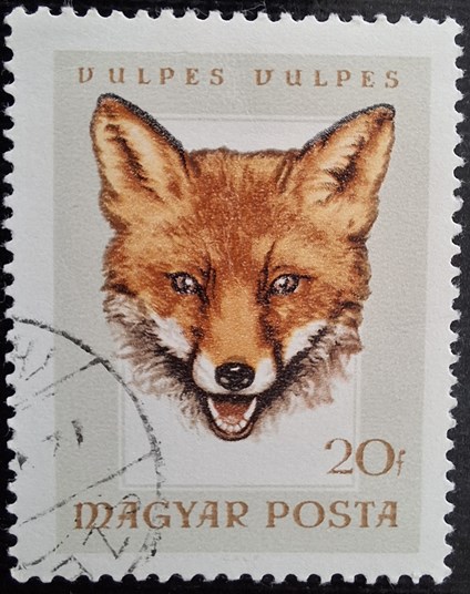 vulpes vulpes
