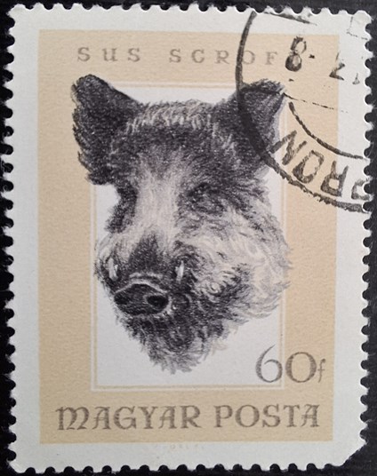 SUS SCROFA