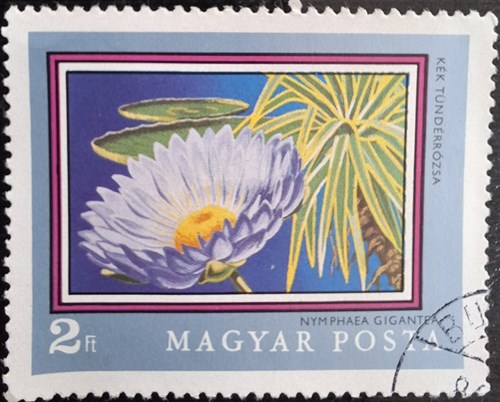 NYMPHAEA GIGANTEA 1971- Blue Waterlily