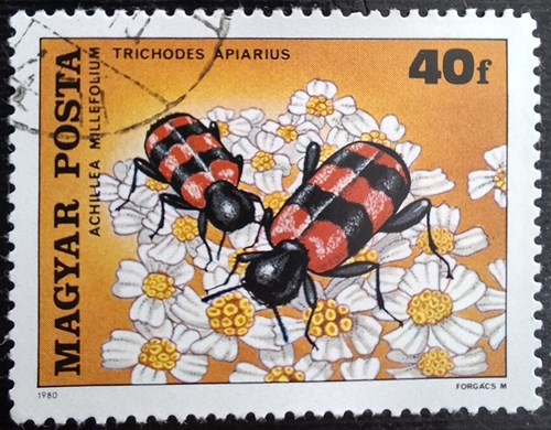 ACHILLEA MILLEFOLIUM TRICHODES APIARIUS
